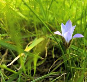 Fotografia da espécie Crocus carpetanus