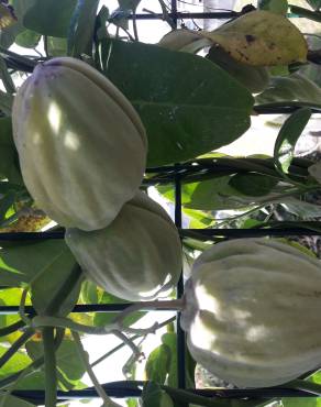 Fotografia 31 da espécie Araujia sericifera no Jardim Botânico UTAD