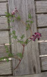 Fotografia da espécie Fumaria officinalis subesp. officinalis