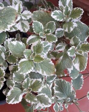 Fotografia 5 da espécie Plectranthus forsteri no Jardim Botânico UTAD