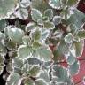 Fotografia 5 da espécie Plectranthus forsteri do Jardim Botânico UTAD