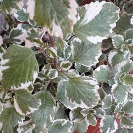 Fotografia da espécie Plectranthus forsteri