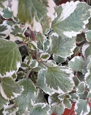 Fotografia 6 da espécie Plectranthus forsteri no Jardim Botânico UTAD