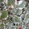 Fotografia 6 da espécie Plectranthus forsteri do Jardim Botânico UTAD