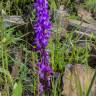 Fotografia 11 da espécie Orchis mascula do Jardim Botânico UTAD