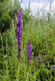 Fotografia da espécie Orchis mascula