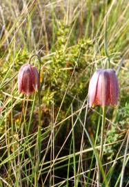 Fotografia da espécie Fritillaria lusitanica var. lusitanica