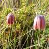 Fotografia 7 da espécie Fritillaria lusitanica var. lusitanica do Jardim Botânico UTAD