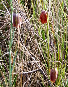 Fotografia 11 da espécie Fritillaria lusitanica var. lusitanica no Jardim Botânico UTAD