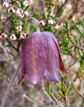 Fotografia 12 da espécie Fritillaria lusitanica var. lusitanica no Jardim Botânico UTAD