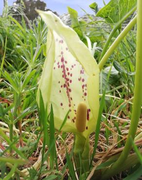 Fotografia 13 da espécie Arum italicum no Jardim Botânico UTAD