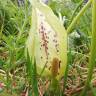 Fotografia 13 da espécie Arum italicum do Jardim Botânico UTAD