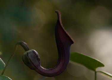 Fotografia da espécie Aristolochia baetica