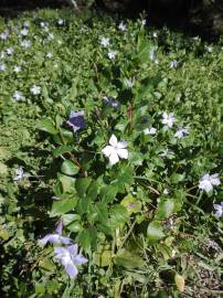 Fotografia da espécie Vinca difformis subesp. difformis