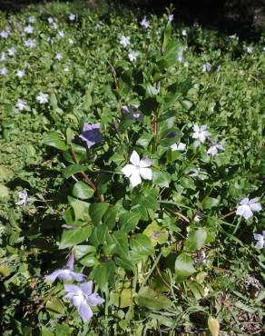 Fotografia 15 da espécie Vinca difformis subesp. difformis no Jardim Botânico UTAD