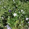 Fotografia 15 da espécie Vinca difformis subesp. difformis do Jardim Botânico UTAD