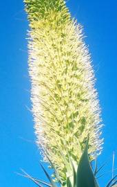 Fotografia da espécie Agave attenuata