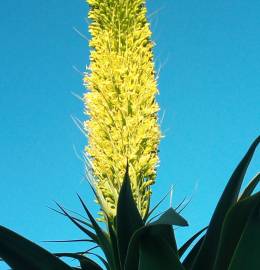 Fotografia da espécie Agave attenuata