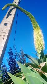 Fotografia da espécie Agave attenuata