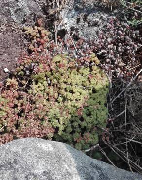 Fotografia 16 da espécie Sedum hirsutum no Jardim Botânico UTAD