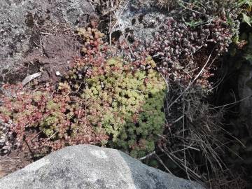 Fotografia da espécie Sedum hirsutum