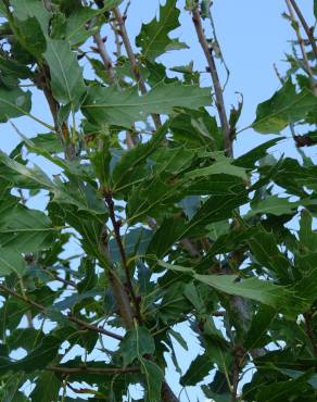 Fotografia 1 da espécie Quercus libani no Jardim Botânico UTAD