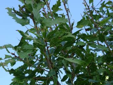 Fotografia da espécie Quercus libani