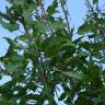 Fotografia 1 da espécie Quercus libani do Jardim Botânico UTAD