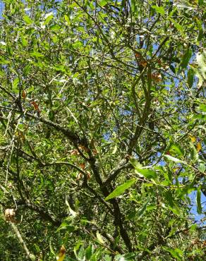 Fotografia 2 da espécie Quercus libani no Jardim Botânico UTAD
