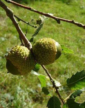 Fotografia 4 da espécie Quercus libani no Jardim Botânico UTAD