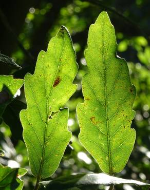 Fotografia 5 da espécie Quercus libani no Jardim Botânico UTAD