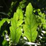 Fotografia 5 da espécie Quercus libani do Jardim Botânico UTAD