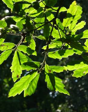 Fotografia 6 da espécie Quercus libani no Jardim Botânico UTAD