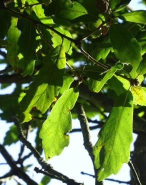 Fotografia 7 da espécie Quercus libani no Jardim Botânico UTAD