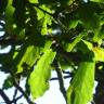 Fotografia 7 da espécie Quercus libani do Jardim Botânico UTAD
