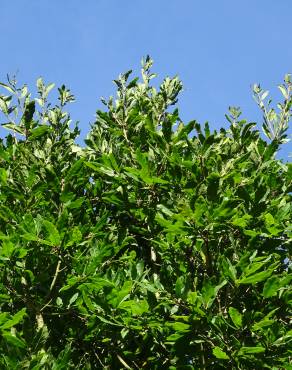 Fotografia 9 da espécie Quercus libani no Jardim Botânico UTAD