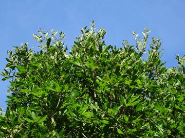 Fotografia da espécie Quercus libani