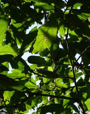 Fotografia 10 da espécie Quercus libani no Jardim Botânico UTAD