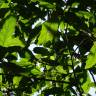 Fotografia 10 da espécie Quercus libani do Jardim Botânico UTAD