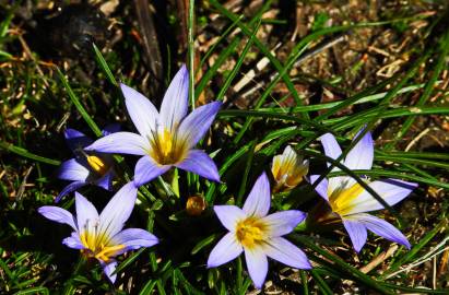 Fotografia da espécie Romulea bulbocodium var. bulbocodium