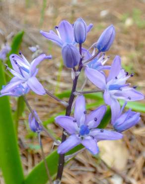 Fotografia 8 da espécie Scilla monophyllos no Jardim Botânico UTAD