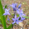 Fotografia 8 da espécie Scilla monophyllos do Jardim Botânico UTAD