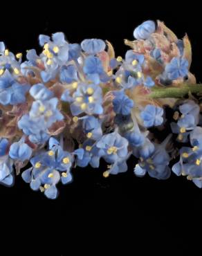 Fotografia 3 da espécie Ceanothus thyrsiflorus var. repens no Jardim Botânico UTAD