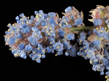 Fotografia da espécie Ceanothus thyrsiflorus var. repens