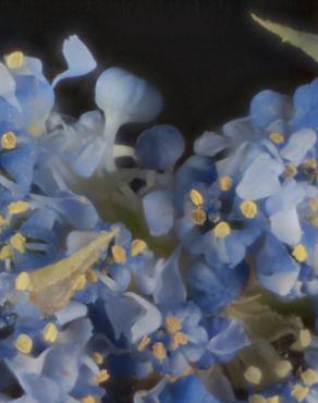 Fotografia 4 da espécie Ceanothus thyrsiflorus var. repens no Jardim Botânico UTAD