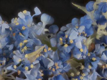 Fotografia da espécie Ceanothus thyrsiflorus var. repens