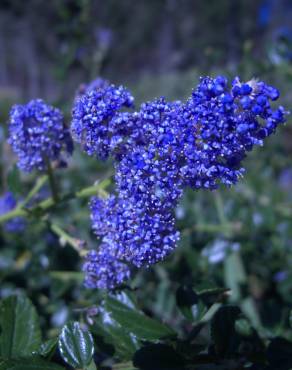 Fotografia 5 da espécie Ceanothus thyrsiflorus var. repens no Jardim Botânico UTAD