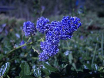 Fotografia da espécie Ceanothus thyrsiflorus var. repens