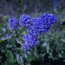 Fotografia 5 da espécie Ceanothus thyrsiflorus var. repens do Jardim Botânico UTAD