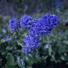 Fotografia 5 da espécie Ceanothus thyrsiflorus var. repens do Jardim Botânico UTAD